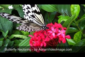 Butterfly Video Clip - Feeding on Flower Nectar