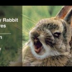 Funny Rabbit Pictures