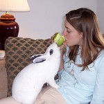 Rabbit (named Mopsy) sharing an apple with his...